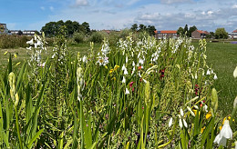 Mischung Sommerblühende Zwiebeln