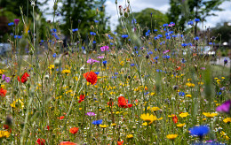 Maak kennis met ons nieuwe concept: Natuurlijk bloeiende berm