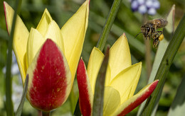 Maak kennis met ons nieuwe concept: Natuurlijk bloeiende berm