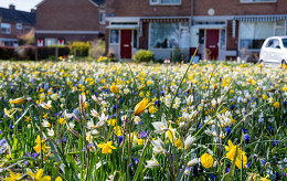 Maak kennis met ons nieuwe concept: Natuurlijk bloeiende berm