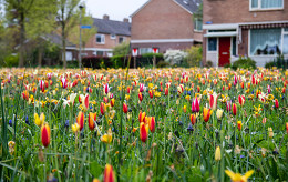 Maak kennis met ons nieuwe concept: Natuurlijk bloeiende berm