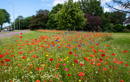 Maak kennis met ons nieuwe concept: Natuurlijk bloeiende berm